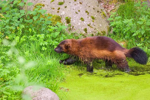 A wolverine, (Gulo gulo), stands in the water of a small pond, covered with duckweed