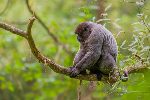 A common woolly monkey, brown woolly monkey, or Humboldt's woolly monkey (3) (Lagothrix