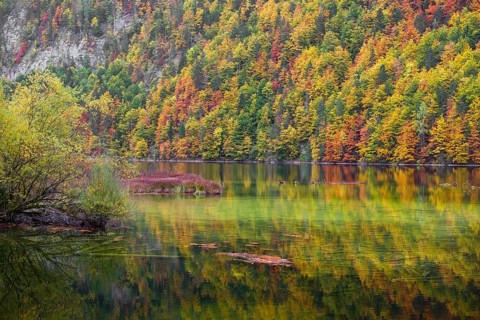 Lake Toplitz, forest in full autumn colors, Austria, Europe