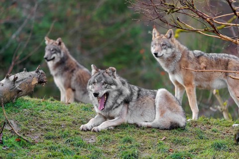 Three grey wolves (Canis lupus lupus), an adult female and a male as well as a cub, are