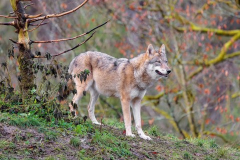 An adult female grey wolf (Canis lupus lupus) stands at the edge of the forest on a cloudy day and