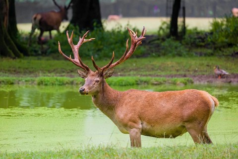 A red deer stag (Cervus elaphus) stands in a pond covered with duckweed