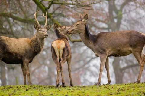 A Red Deer hind with her calf (Cervus elaphus) and a young stag stand on a green meadow at a forest