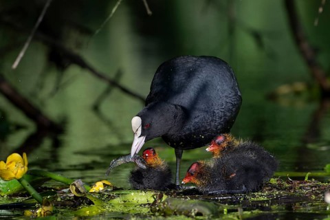 Great Crested Grebe (Podiceps cristatus), Nettetal, Germany, Europe