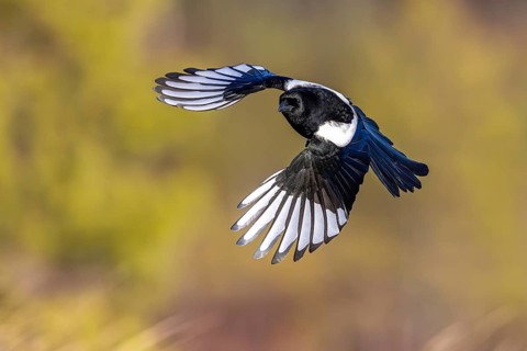 Eurasian magpie, common magpie (Pica pica) in flight