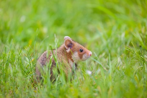 A European hamster (Cricetus cricetus), Eurasian hamster, black-bellied hamster or common hamster,