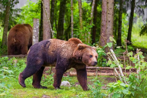 An adult female and a young male Eurasian brown bear (Ursus arctos arctos) stand in a forest