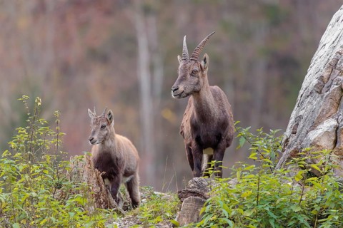 A female and a young ibex (Capra ibex) standing on a cloudy day on a green meadow on top of a hill.