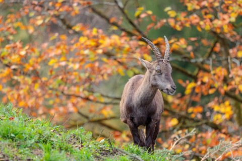 A female ibex (Capra ibex) standing on a cloudy day on a green meadow on top of a hill. A forest in