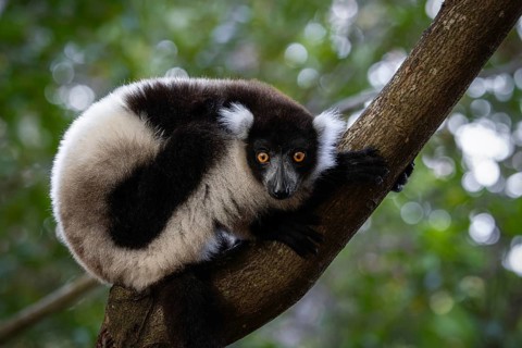 Black and white ruffed lemur (Variecea variegata) in the ren forests of the Maromizaha Reserve in