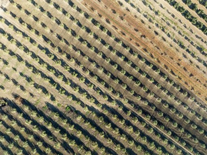 Cultivated olive trees (Olea europaea). Aerial view. Drone shot. Córdoba province, Andalusia,