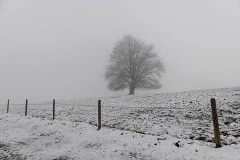 A single tree stands in a snowy and foggy landscape, Rieden am Forggensee, Ostallgäu, Allgäu,