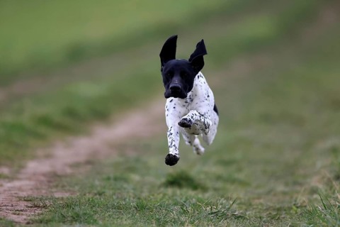 German Shorthair, (Canis lupus familiaris), adult, male, male, running, pointing dogs, Rhineland