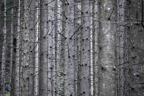 Spruce monoculture in Berchtesgaden National Park, abstract, symbol of unnatural forest, forestry,