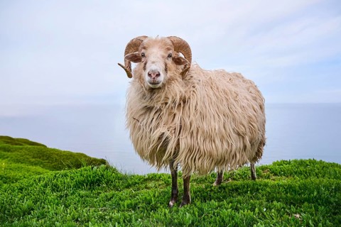 Domestic sheep (Ovis aries) 'Heidschnucke moorland sheep' on a meadow, Helgoland, Germany, Europe