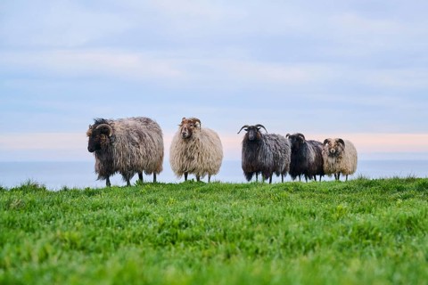 Domestic sheep (Ovis aries) 'Heidschnucke moorland sheep' on a meadow, Helgoland, Germany, Europe