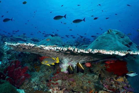 Various fish seek shelter under a large table coral (Acropora hyacinthus) in a blue underwater