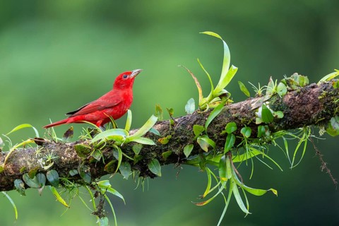 Summer cardinal (Piranga rubra), tanager (Thraupidae), Costa Rica, Central America