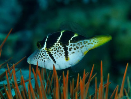 A striped mimicry filefish (Paraluteres prionurus) swims through the water in a reef with