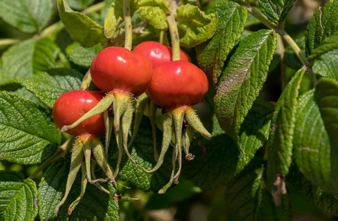 Rosehip of the potato rose (Rosa rugosa), wild form, North Friesland, Schleswig-Holstein, Germany,