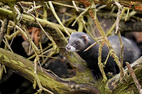 European polecat (Mustela putorius) or wood polecat, looking out of the wood, captive, Switzerland,
