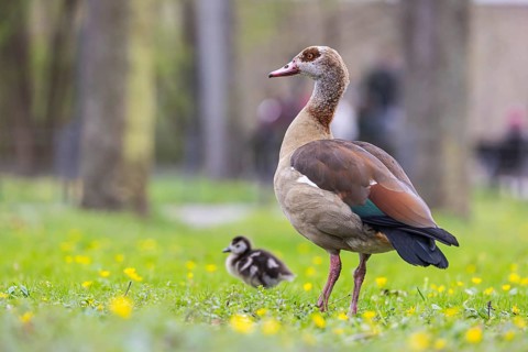 Chicks of the Nile Goose (Alopochen aegyptiaca) freshly hatched, park in spring with spring flowers