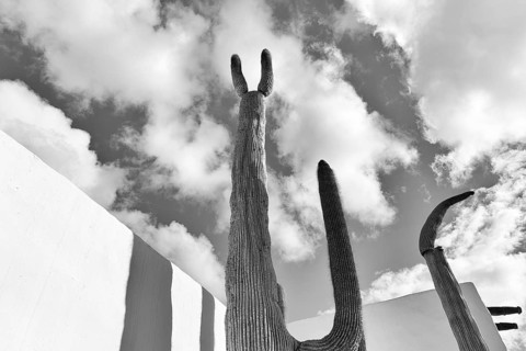 Giant cactus, former home of the artist, monochrome, Fundacion Cesar Manrique, Tahiche, Teguise,