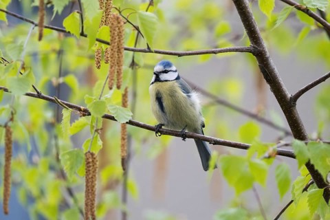 A blue tit (Parus caeruleus) sitting on the branch of a birch tree in spring, Hesse, Germany,