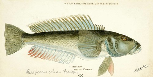 Blue cod, blue sand bass, Parapercis colias, blue cod, fish, reproduction of an original, by Frank