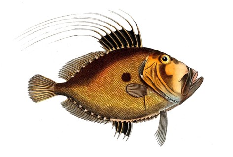Fish, Fish, Fish genus from the Zeidae family, Zeus faber, the sunfish, The Doree, Historical,