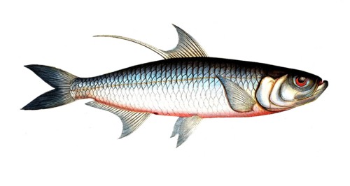 Fish, Fish, Fish genus Herring, Clupea cyprinoides, Megalops cyprinoides, Indo-Pacific tarpon, Carp