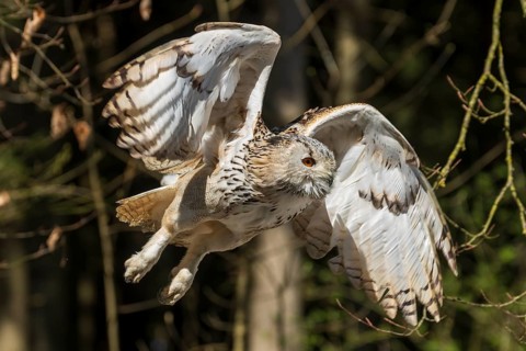 Owl in the air with spread wings in wooded surroundings, Siberian Eagle Owl (Bubo bubosibiricus),