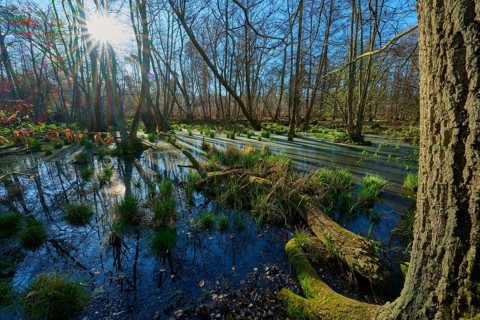 Riparian forest, marshland with sunbeams and scattered tufts of grass in the water, oak, spring,