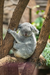 Koala (Phascolarctos cinereus) sitting on a tree, captive, distribution South Australia, Australia,