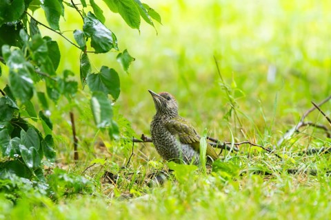 European green woodpecker (Picus viridis) youngster on a meadow, Bavaria, Germany, Europe