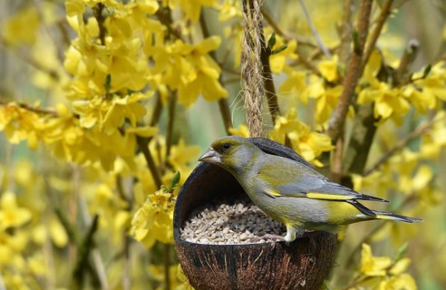 Greenfinch (Chloris chloris) in Forsythia eating sunflower seeds from a coconut