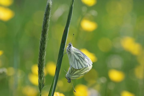 Green-veined white (Pieris napi), butterfly, macro, two, mating, meadow, Two butterflies cling to