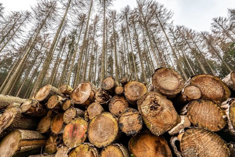 Forest dieback in the Arnsberg Forest nature park Park, over 70 per cent of the spruce trees are