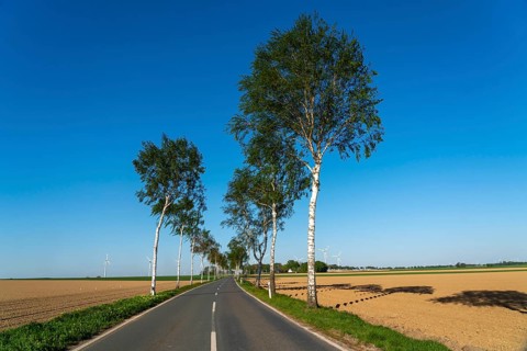 Birch avenue, country road, near the village of Katzem, Heinsberg district, wind farm, North