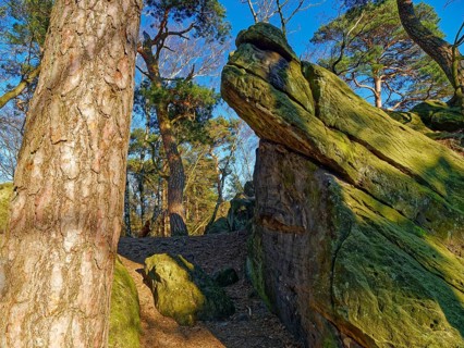 The Dörenther Cliffs, boulders and trees rooted into the rock, in the UNESCO Geopark TERRA.vita in