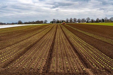 Lettuce plants, in press pots, they are planted in a field with a planting machine, agriculture,