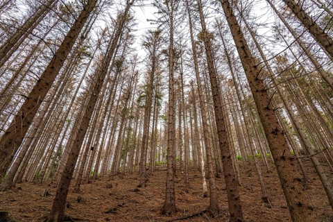 Forest dieback in the Arnsberg Forest nature park Park, over 70 per cent of the spruce trees are