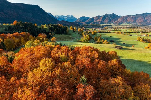 Aerial view of autumnal coloured trees in front of mountains in the morning light, beech forest,