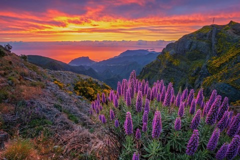 View near Pico do Arieiro of mountains over clouds with Pride of Madeira flowers and blooming