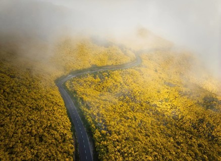 Aerial view of road among yellow Cytisus blooming shrubs near Pico do Arieiro, Portugal in clouds