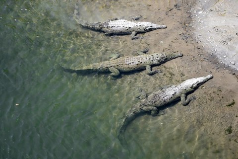 American crocodiles (Crocodylus acutus) swimming in the water, from above, Rio Tarcoles, Carara