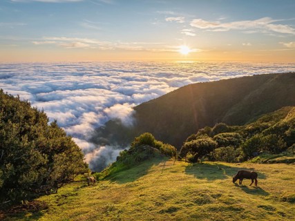 Aerial view of sunrise above clouds and green hills with cows grazing at Fanal mountain, Madeira