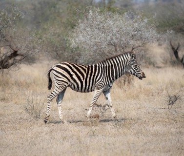 Plains zebra (Equus quagga), in dry grass, Kruger National Park, South Africa, Africa