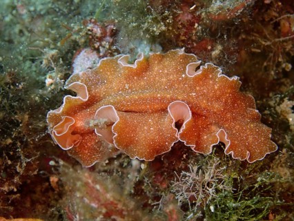 An orange sea creature with wavy edges and a filigree pattern, golden flatworm (Yungia aurantiaca),