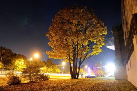A large tree with yellow foliage on an autumn evening, illuminated by street lamps and surrounded